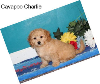 Cavapoo Charlie