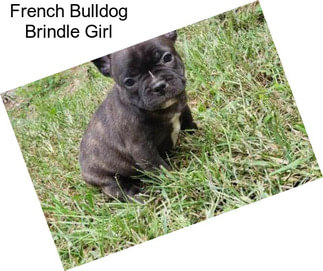 French Bulldog Brindle Girl