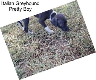 Italian Greyhound Pretty Boy