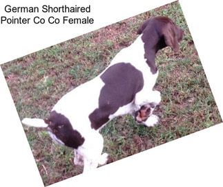 German Shorthaired Pointer Co Co Female