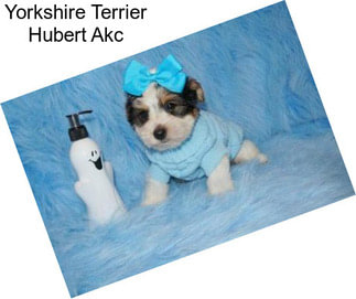 Yorkshire Terrier Hubert Akc