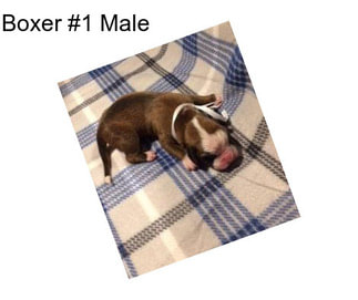 Boxer #1 Male