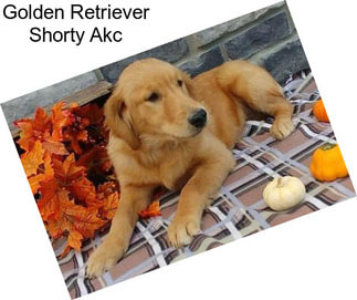 Golden Retriever Shorty Akc