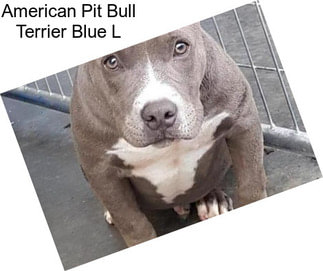 American Pit Bull Terrier Blue L