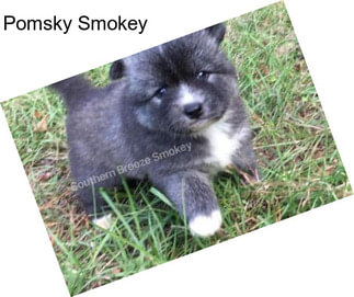 Pomsky Smokey