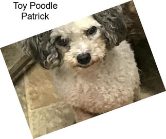 Toy Poodle Patrick