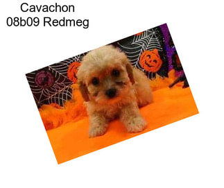 Cavachon 08b09 Redmeg