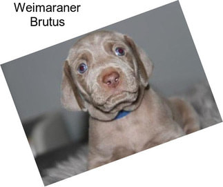 Weimaraner Brutus