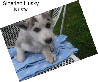 Siberian Husky Kristy