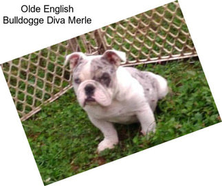 Olde English Bulldogge Diva Merle