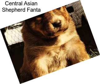 Central Asian Shepherd Fanta