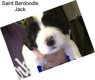 Saint Berdoodle Jack