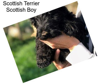 Scottish Terrier Scottish Boy