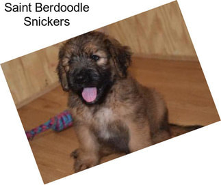 Saint Berdoodle Snickers