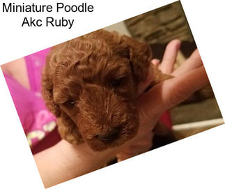 Miniature Poodle Akc Ruby