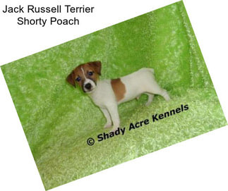 Jack Russell Terrier Shorty Poach