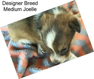 Designer Breed Medium Joelle