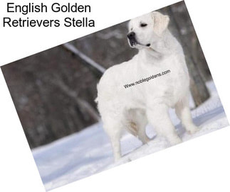 English Golden Retrievers Stella