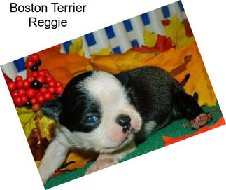 Boston Terrier Reggie