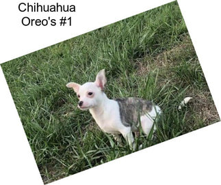Chihuahua Oreo\'s #1