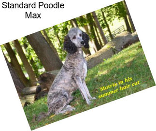 Standard Poodle Max
