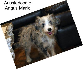 Aussiedoodle Angus Marie