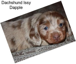 Dachshund Issy Dapple