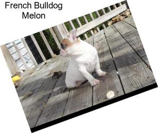 French Bulldog Melon