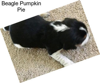Beagle Pumpkin Pie
