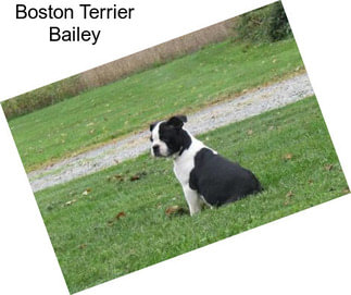 Boston Terrier Bailey