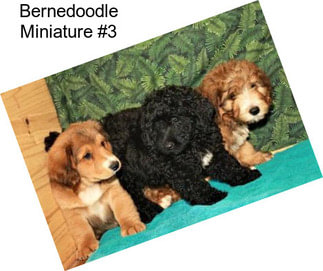 Bernedoodle Miniature #3
