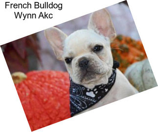 French Bulldog Wynn Akc