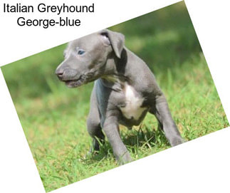 Italian Greyhound George-blue