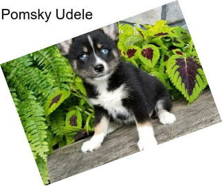 Pomsky Udele