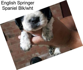 English Springer Spaniel Blk/wht