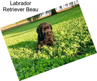 Labrador Retriever Beau