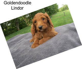 Goldendoodle Lindor