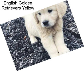 English Golden Retrievers Yellow