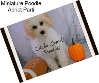 Miniature Poodle Aprict Parti