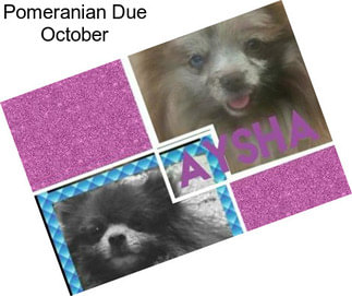 Pomeranian Due October