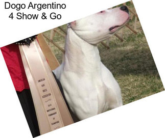 Dogo Argentino 4 Show & Go