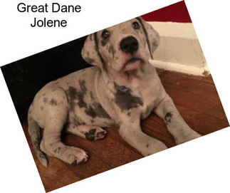 Great Dane Jolene
