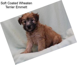 Soft Coated Wheaten Terrier Emmett