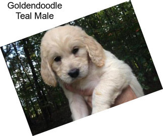 Goldendoodle Teal Male