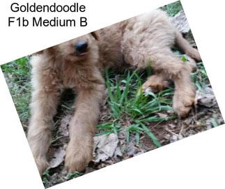 Goldendoodle F1b Medium B