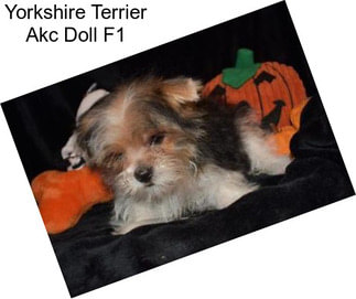 Yorkshire Terrier Akc Doll F1