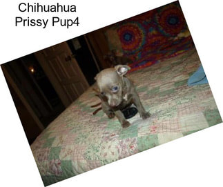 Chihuahua Prissy Pup4