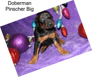 Doberman Pinscher Big