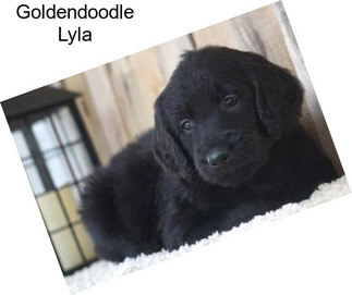 Goldendoodle Lyla