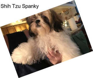 Shih Tzu Spanky